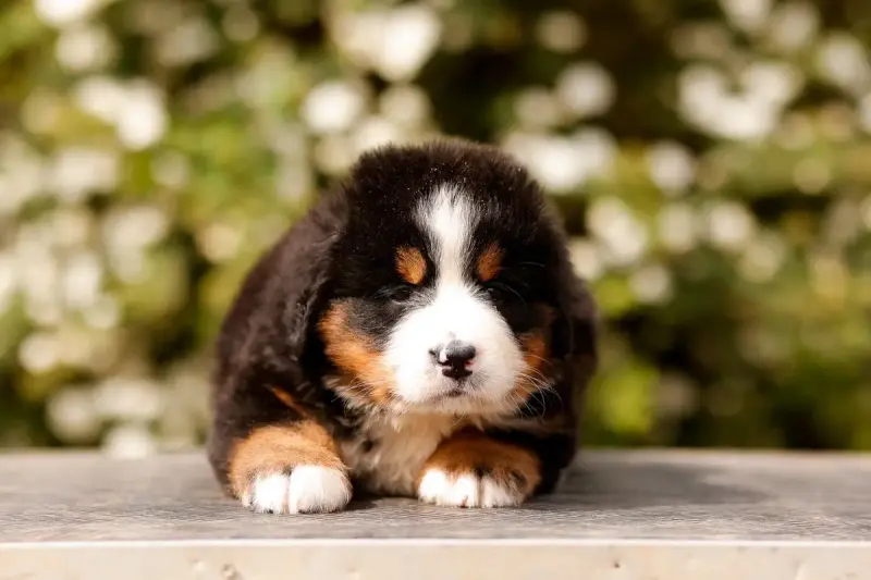 Bouvier Bernois  Chiot 5 De La Vallée De L'Hyrome