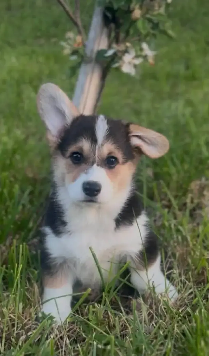 Welsh Corgi Pembroke  Boulette Du Domaine Pierre Quin 752ec