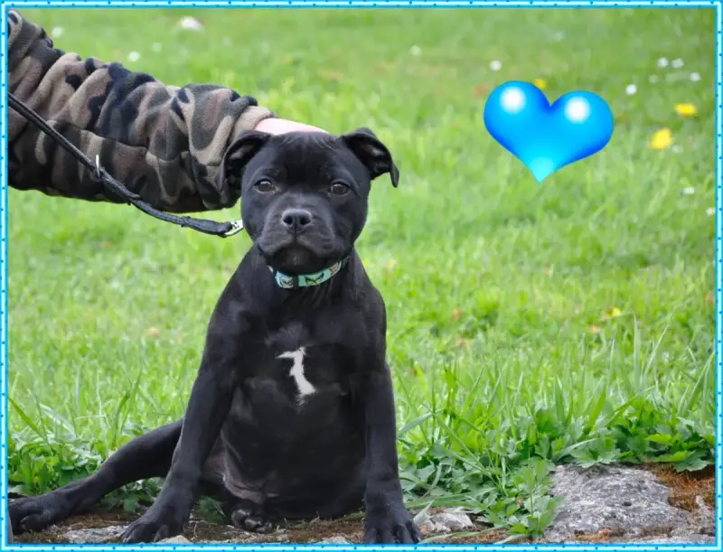 Staffordshire Bull Terrier  Boss Solfarino