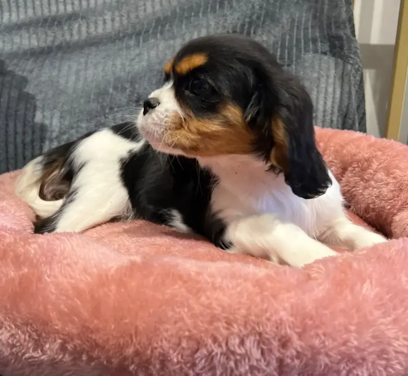Cavalier King Charles Spaniel  Burberry Des Lys Des C 5960b
