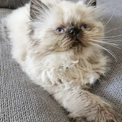 Chatons Persan