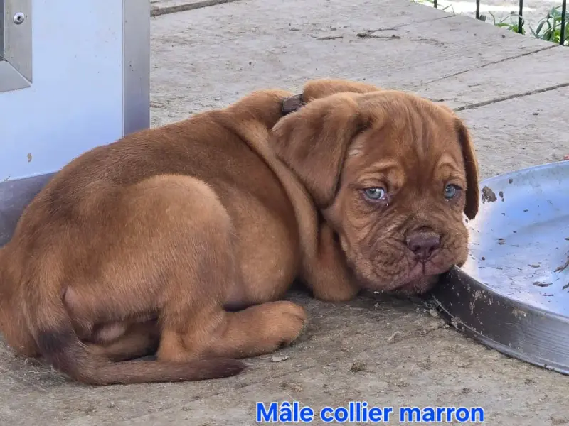 Dogue De Bordeaux  Bouba De L'Elite Royal Dog