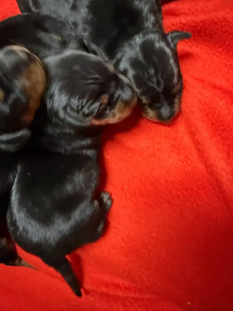 Pinscher Nain  Chiot N°2 Du Moulin De Madjurie
