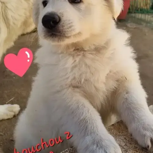 Berger Blanc Suisse