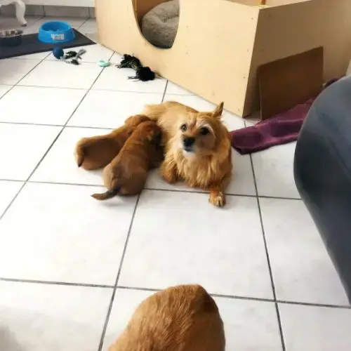 Chiots Norwich Terrier