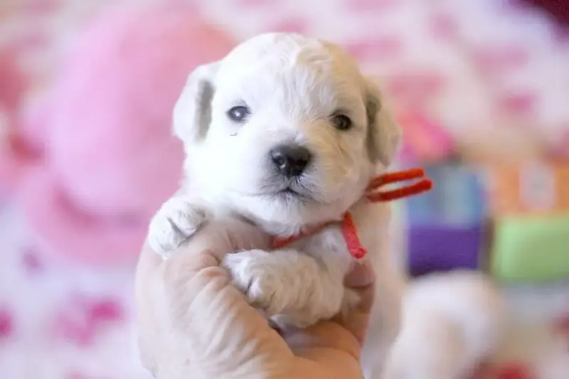 Bichon Frise  Bolero De La Felhotte