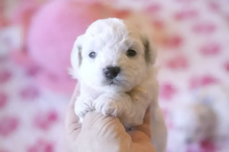 Bichon Frise  Batman De La Felhotte