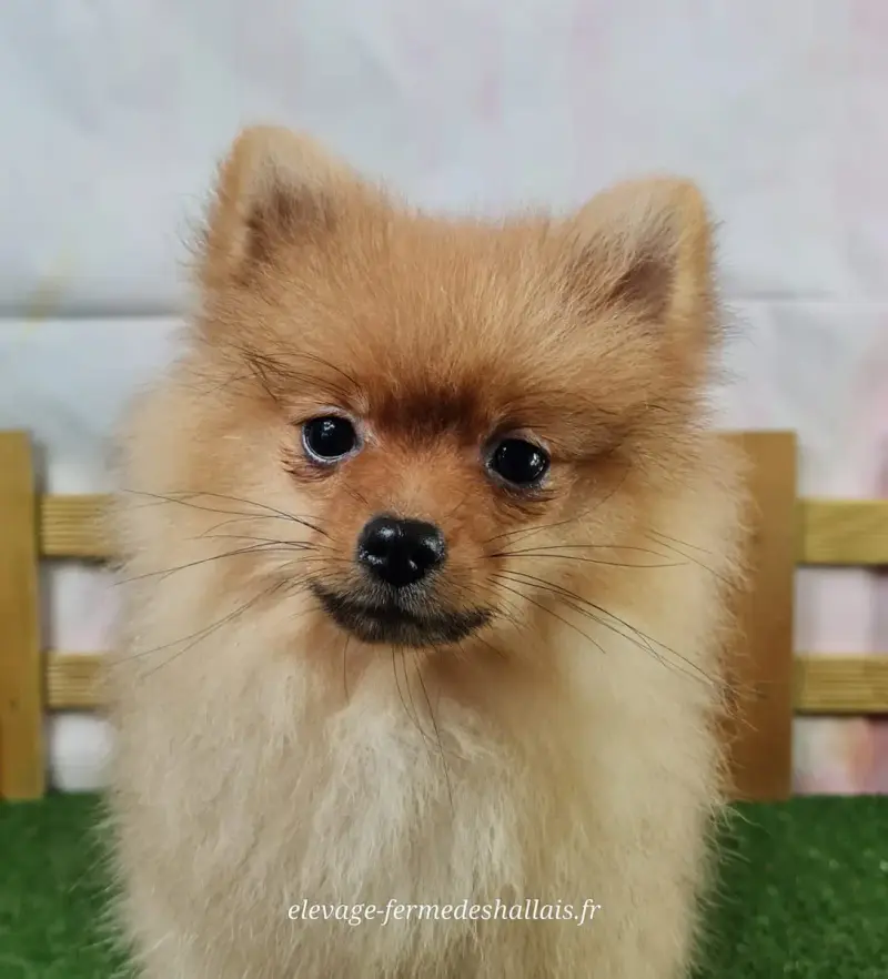 Spitz Allemand  Annabelle Du Mont De La Chenaie