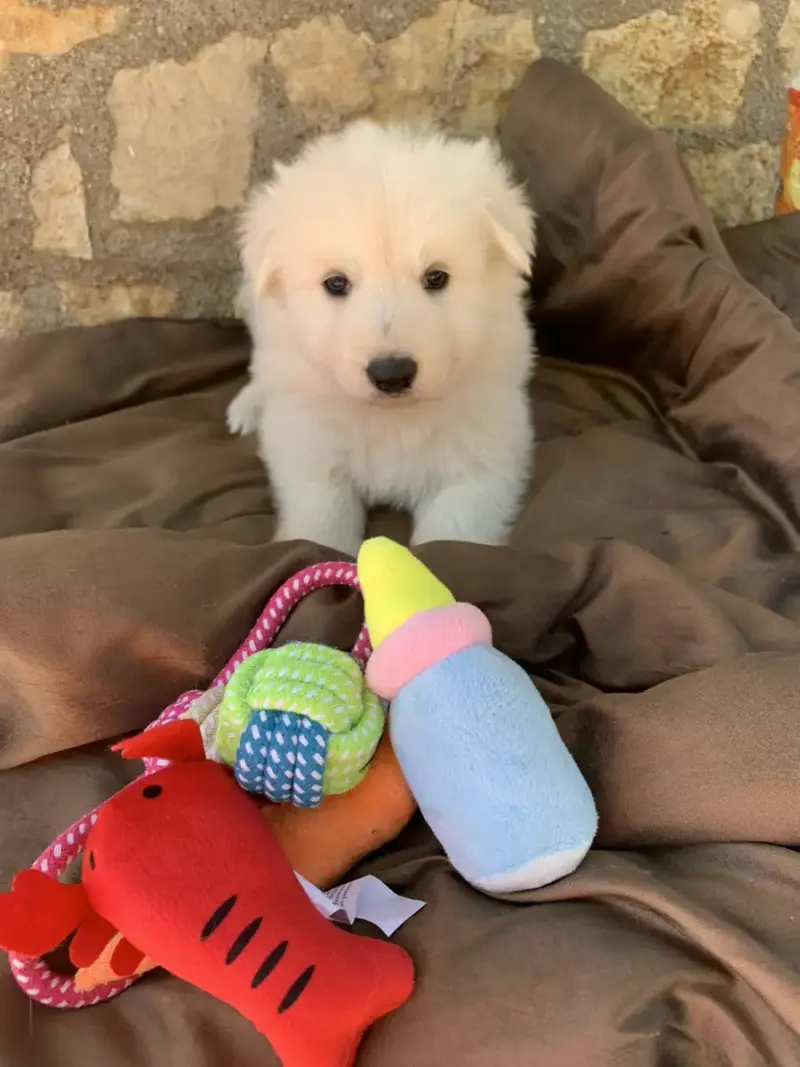 Berger Blanc Suisse  Sans Collier