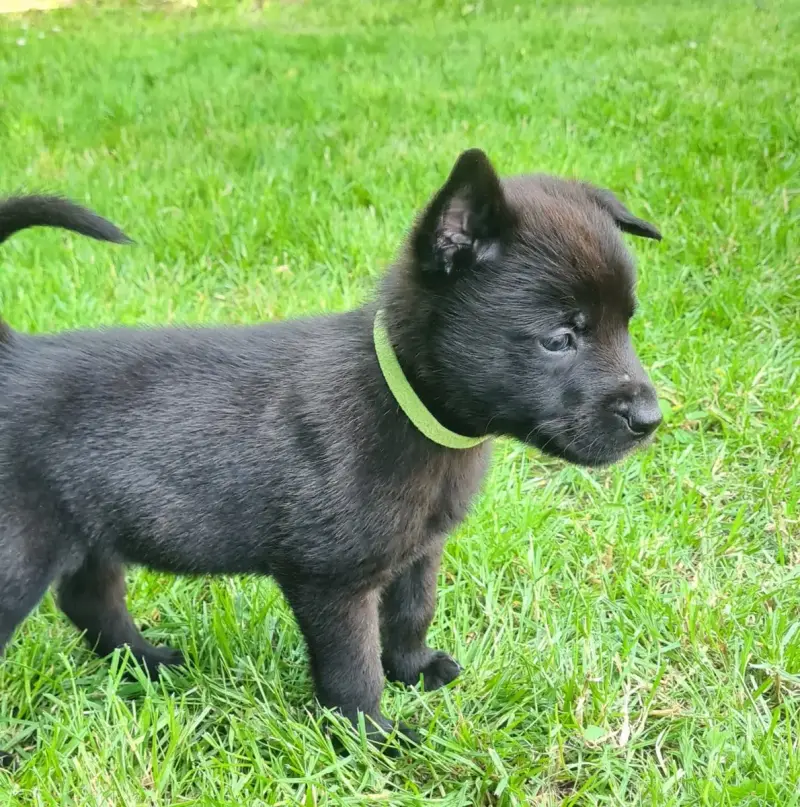 Berger Hollandais  Chiot 5 Du Domaine Du Pont De Loye f5305
