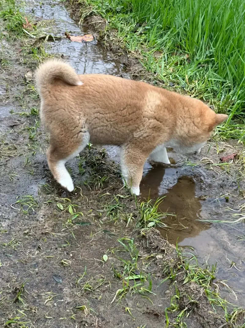 Shiba  Monsieur Bleu De L'Empereur Sirius