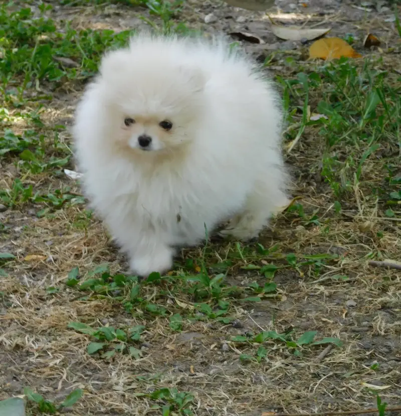Spitz Allemand  Bimbo Des Spitzsous De Chato