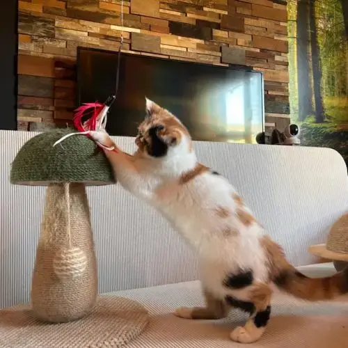 Adorable Petite Exotic Shorthair Loof