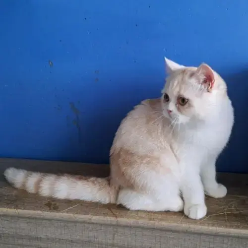 Chaton Scottish Straight Très Câlin
