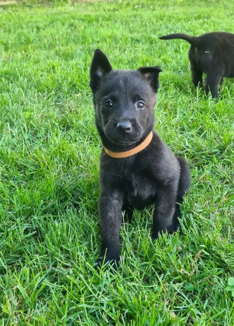 Berger Hollandais  Chiot 6 Du Domaine Du Pont De Loye a6bcb