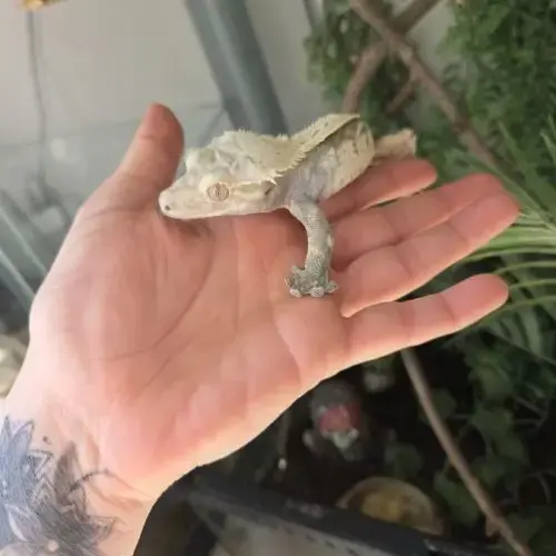 Terrarium+Gecko