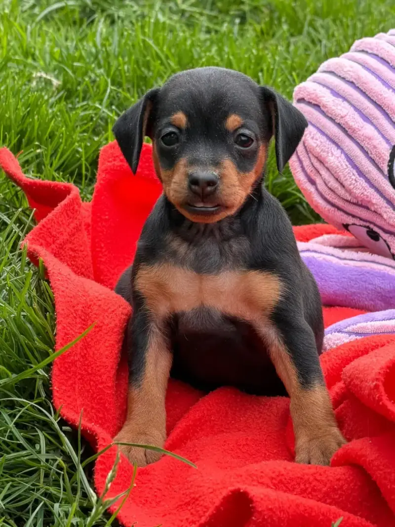 Pinscher Nain  Chiot N°2 Du Moulin De Madjurie