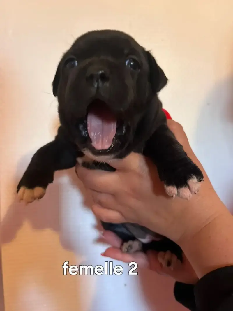 Staffordshire Bull Terrier  Chiot N°2
