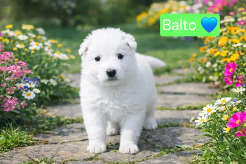 Berger Blanc Suisse  Balto Des Hauts De Menaurupt