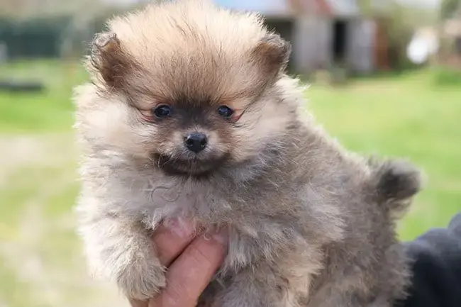 Spitz Allemand  Batman Des Dragons Maya