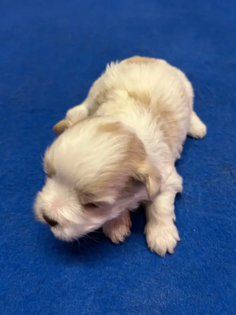 Bichon Havanais  Bidas Du Hameau De Roxane