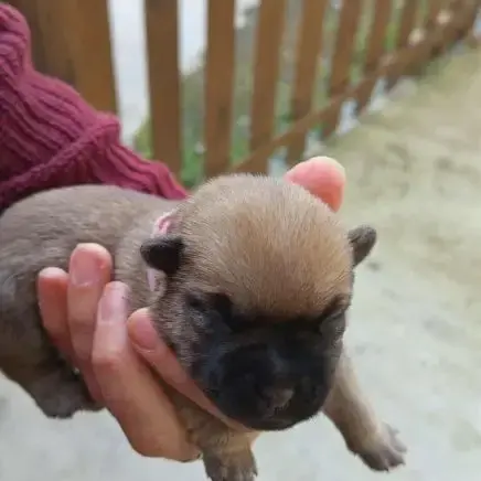 Magnifiques Bébés Cairn Terrier