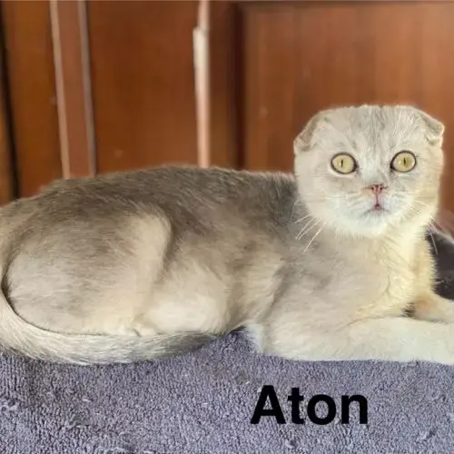 Adorable Chaton Scottish Fold & Straight