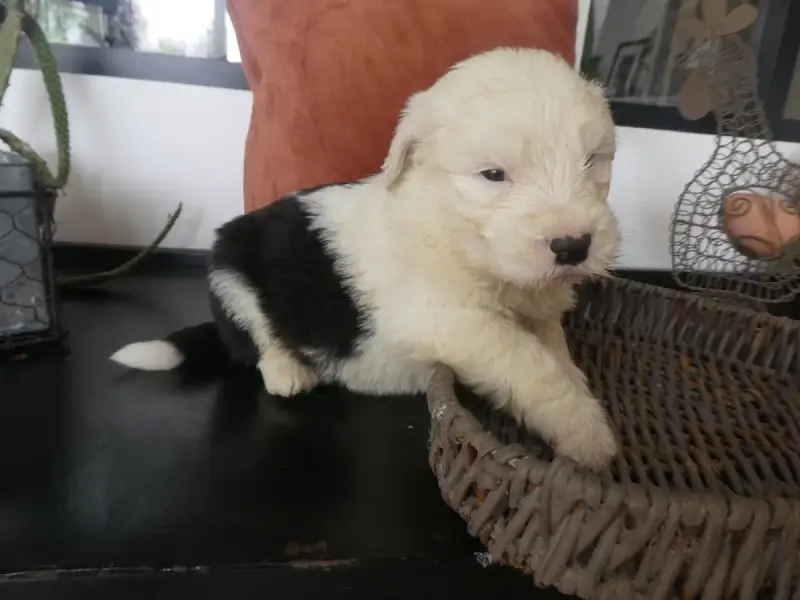 Bobtail  Chiot N°5 Of Mary People