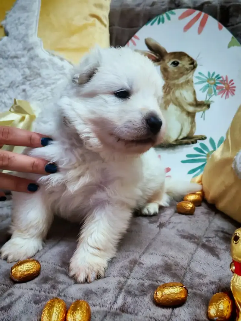 Berger Blanc Suisse  Chiot N°6 De L'Esprit Blanc Des  cf90f