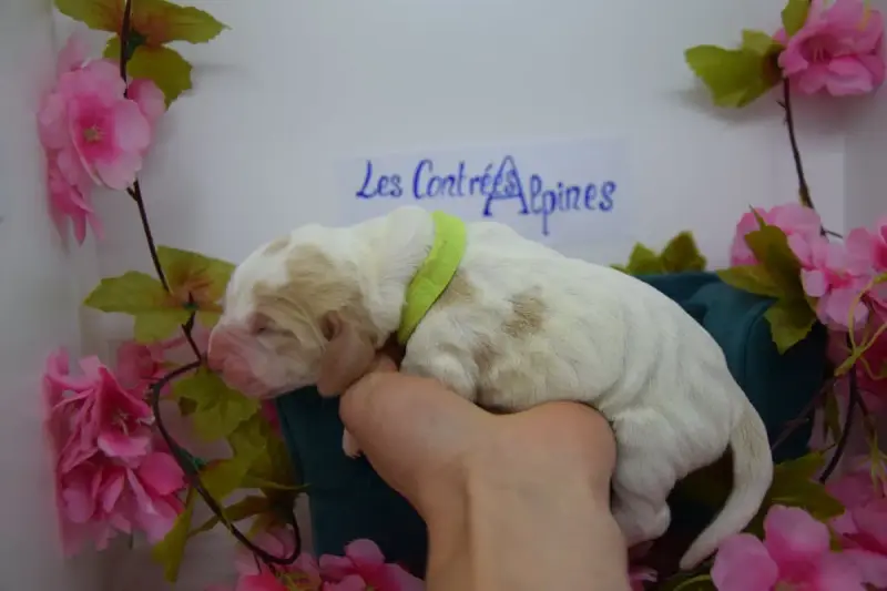Basset Hound  Bagel Des Contrées Alpines