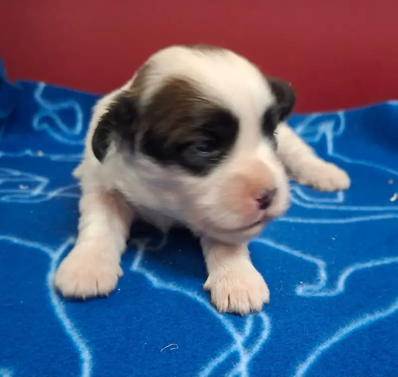Coton De Tulear