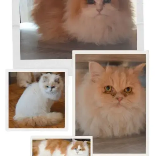 Vend Chat Et Chatons Persan