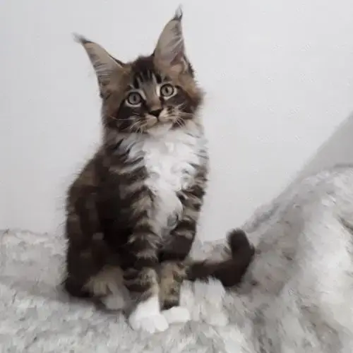 Aladin Chaton