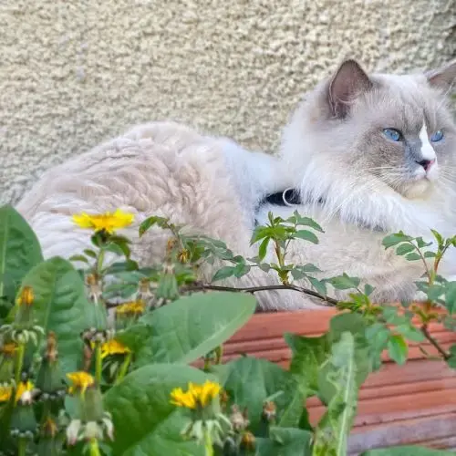Jeune Ragdoll Retraité D’Élevage