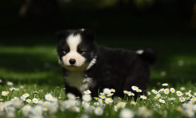 Chien Finnois De Laponie  Chiot N°5 Des Collines De S c4881