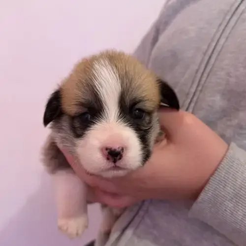 À Réserver Welsh Corgi Pembroke