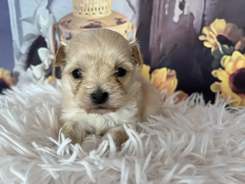 Bichon Havanais  Bounty Des Trois G