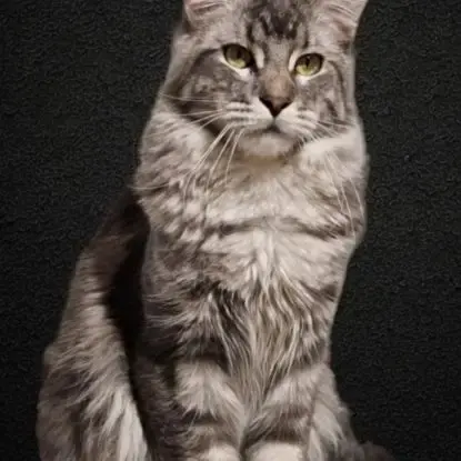 Mâle Maine Coon Loof