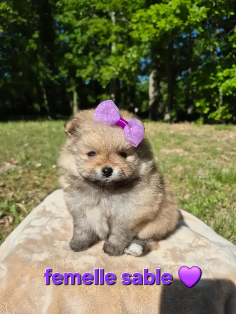 Spitz Allemand  Chiot 1