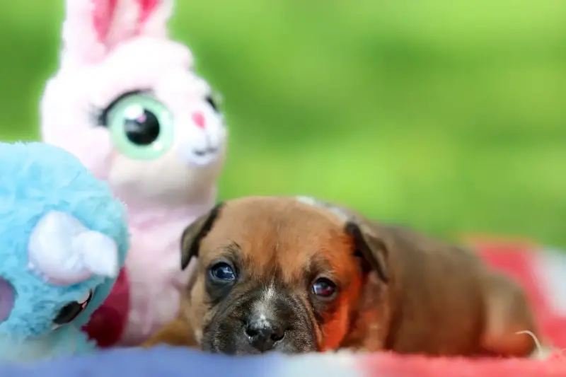 Staffordshire Bull Terrier