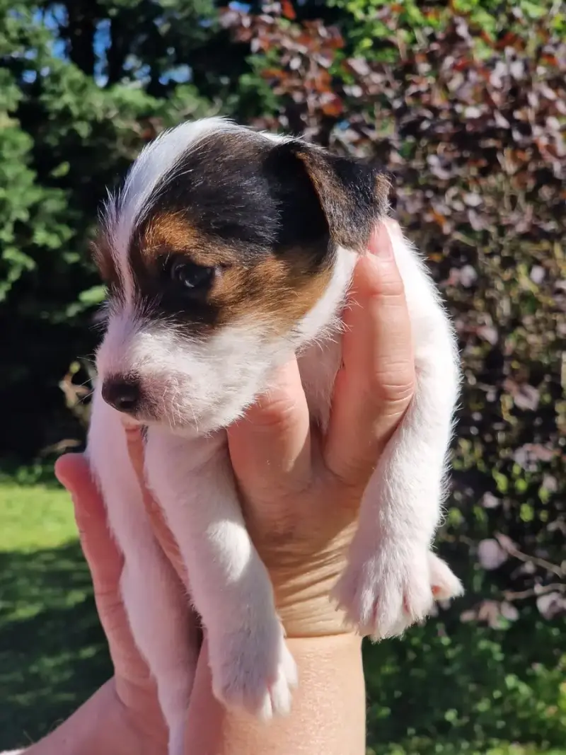 Parson Russell Terrier  B'Chetan De La Tribu De Kitch 712ad