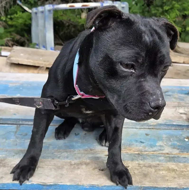 Staffordshire Bull Terrier  Verone