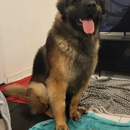 Saillie Leonberg