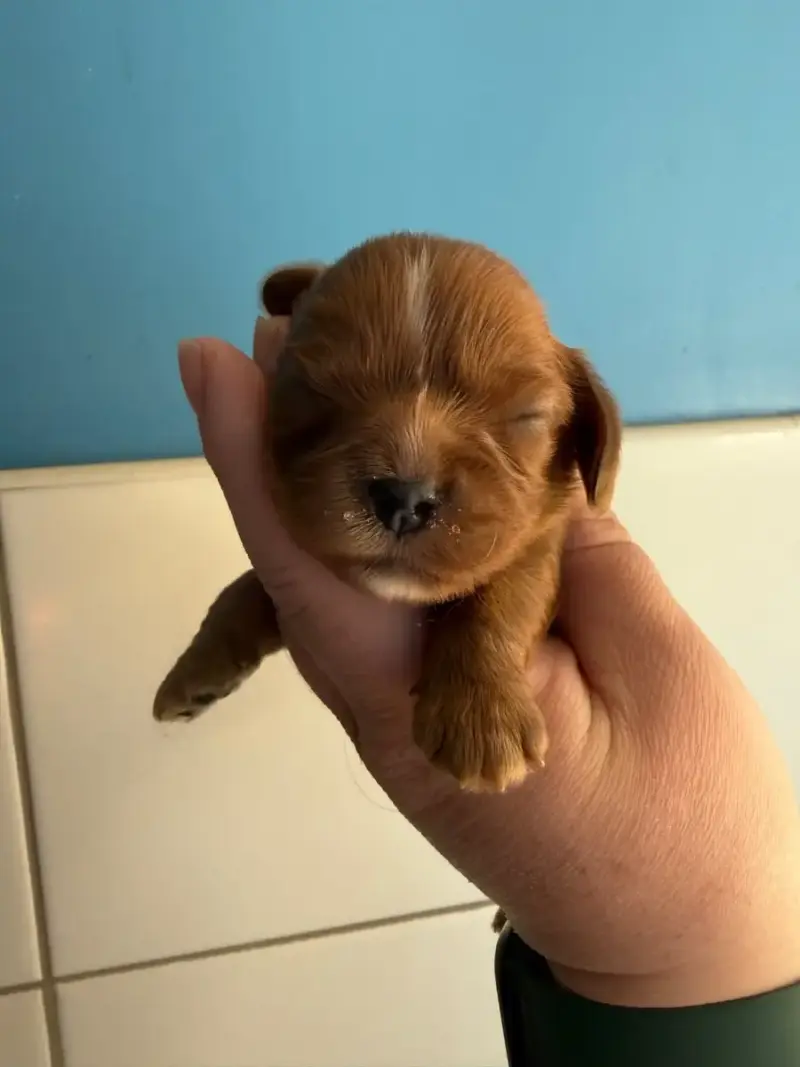 Cavalier King Charles Spaniel  Chiot N°1 Des Eternels 914af