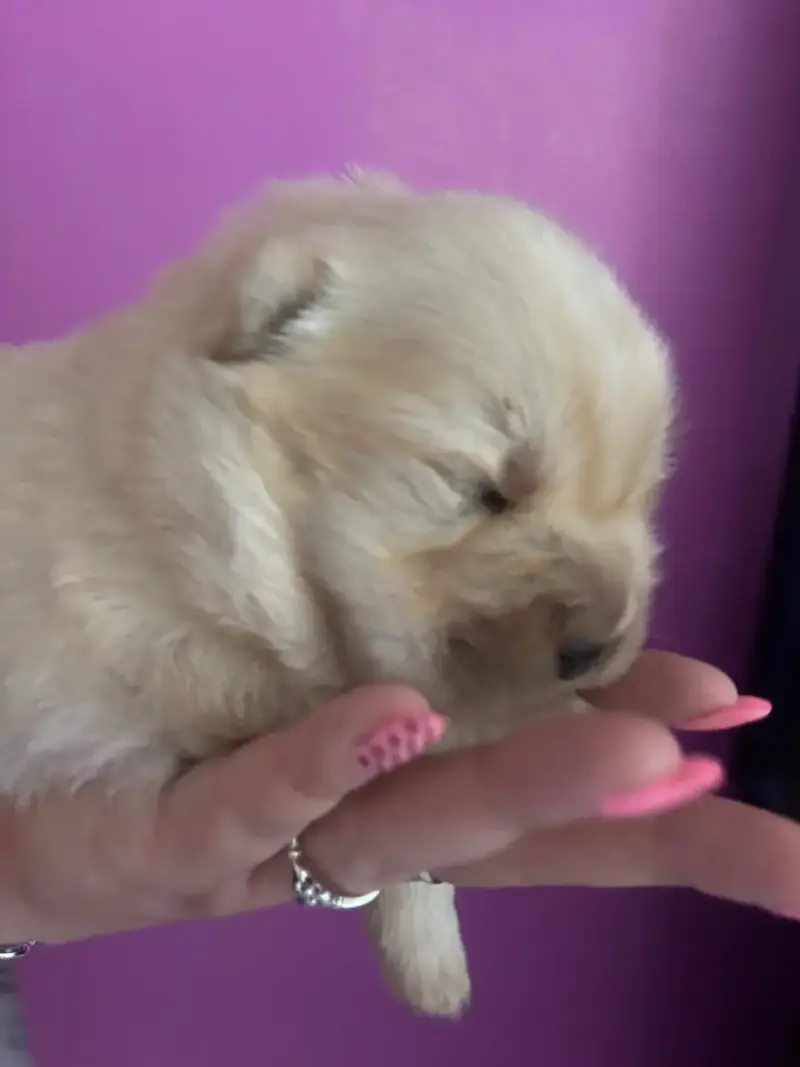 Chow Chow  B..... Du Domaine Des Grosses Papattes