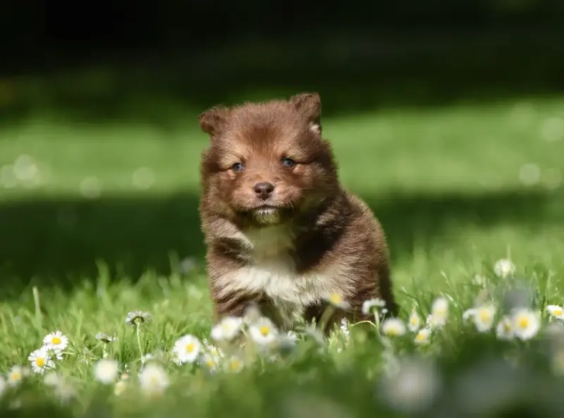 Chien Finnois De Laponie  Chiot N°8 Des Collines De S bdeb7