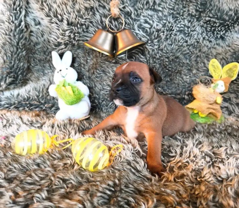 Staffordshire Bull Terrier  Chiot N°3 Of Secret'S Sou a4496
