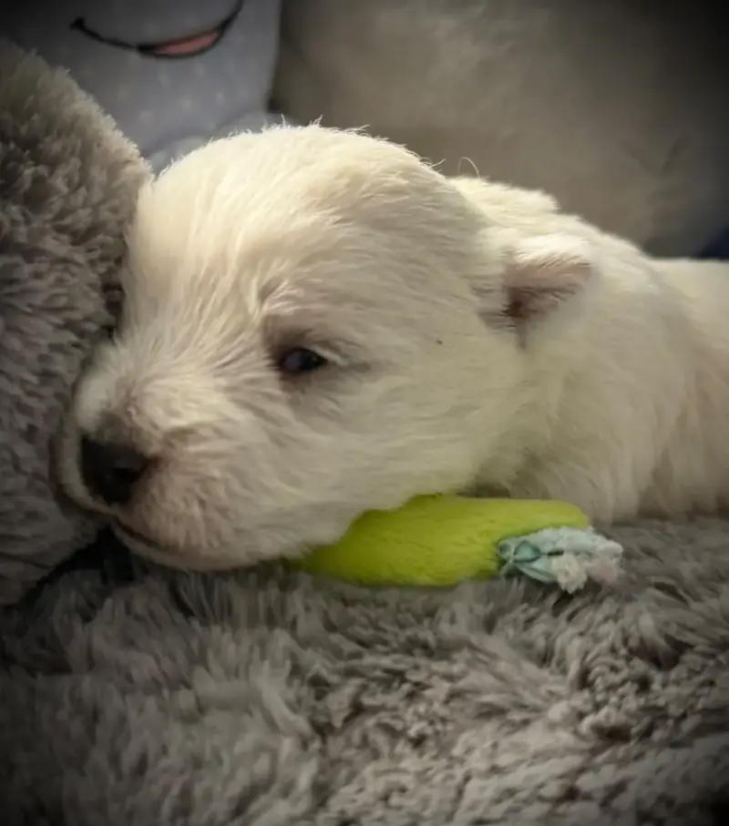 West Highland White Terrier  Chiot N°2 De La Douce So f63d2