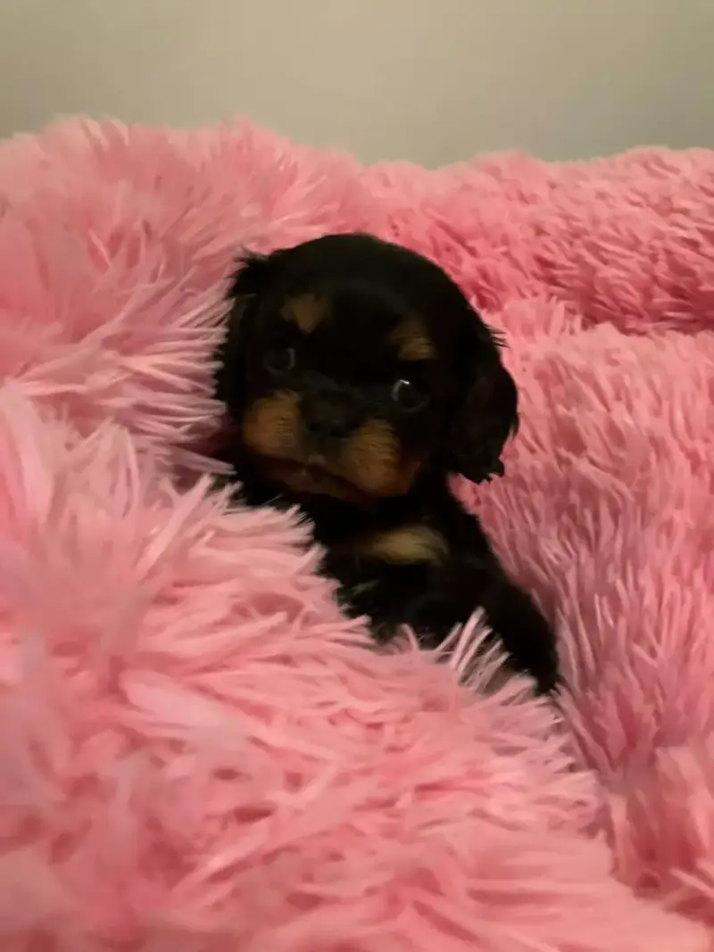 Cavalier King Charles Spaniel  Chiot N°1 Du Mont D'Am b50b5