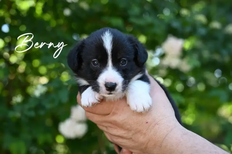 Welsh Corgi Cardigan  Berny Of Arcadia’S Dream
